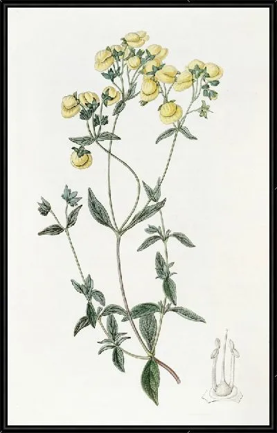 Картина Тапочек белолистный (1815-1819)