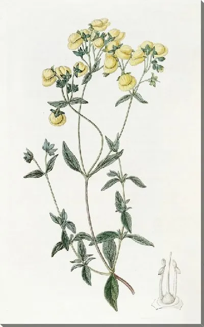 Картина Тапочек белолистный (1815-1819)