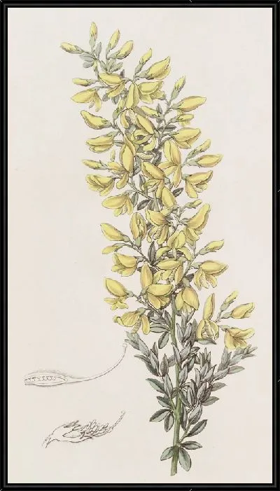 Картина Твигги Брум (1815–1819)