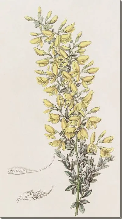 Картина Твигги Брум (1815–1819)