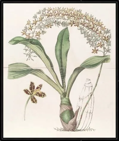 Картина Тигр-пятнистый Буква-лист (1815-1819)