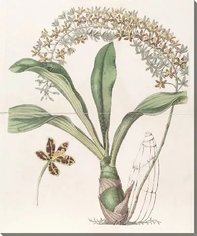 Картина Тигр-пятнистый Буква-лист (1815-1819)