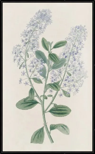 Картина Тирсоносный Цеаноф (1815-1819)