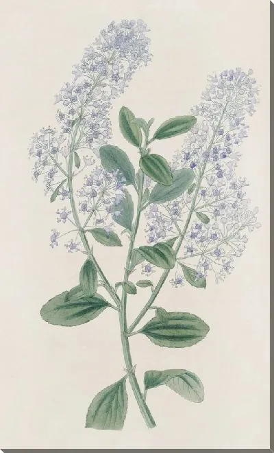Картина Тирсоносный Цеаноф (1815-1819)
