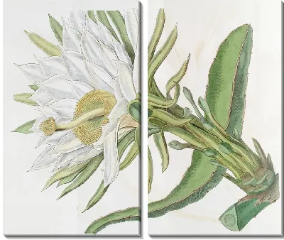 Картина Треугольный факел-чертополох (1815-1819)