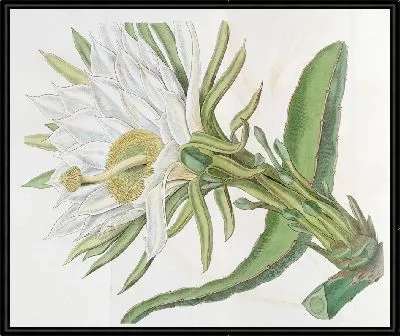 Картина Треугольный факел-чертополох (1815-1819)