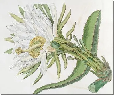 Картина Треугольный факел-чертополох (1815-1819)