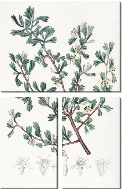 Картина Трёхзубая Пуршья (1815-1819)