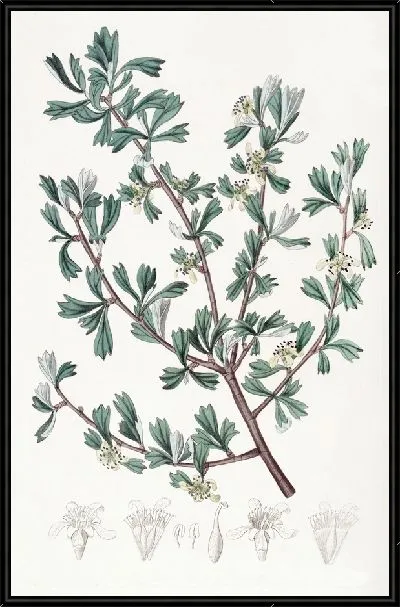 Картина Трёхзубая Пуршья (1815-1819)