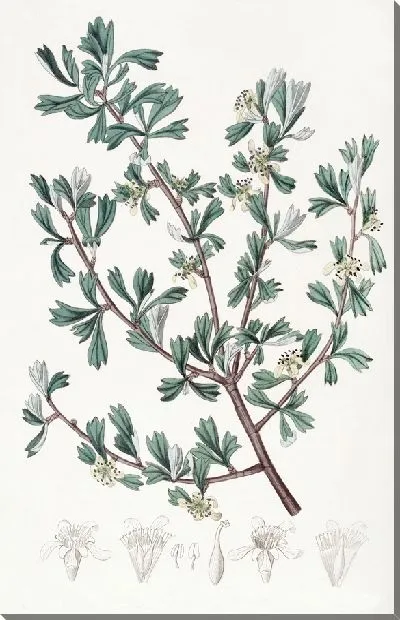 Картина Трёхзубая Пуршья (1815-1819)