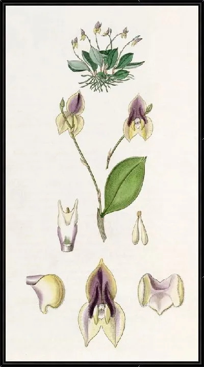 Картина Трехзубый Лепантес (1815-1819)