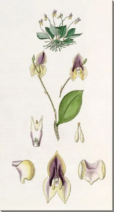 Картина Трехзубый Лепантес (1815-1819)