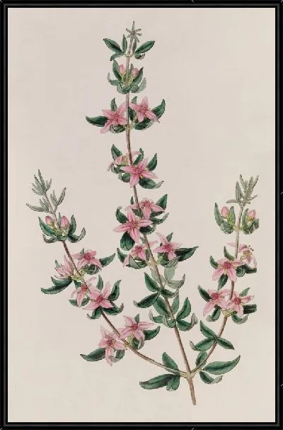 Картина Трехлистная Борония (1815-1819)