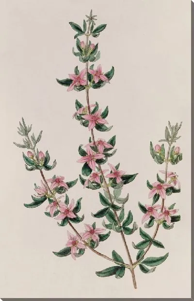 Картина Трехлистная Борония (1815-1819)
