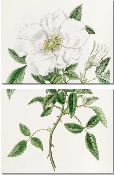 Картина Трехлистная китайская роза (1815-1819)