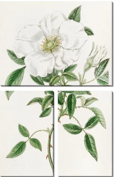 Картина Трехлистная китайская роза (1815-1819)
