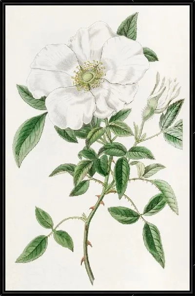 Картина Трехлистная китайская роза (1815-1819)