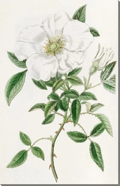 Картина Трехлистная китайская роза (1815-1819)