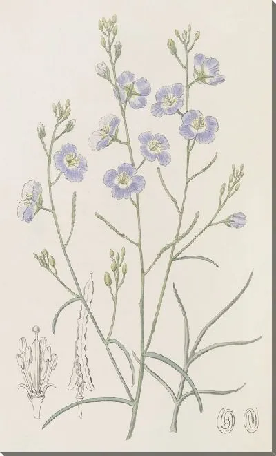 Картина Трехраздельный солнечный кресс (1815-1819)