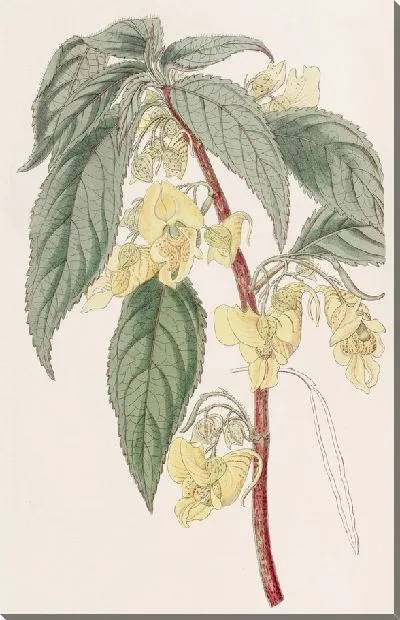 Картина Трёхрогий Бальзам (1815-1819)