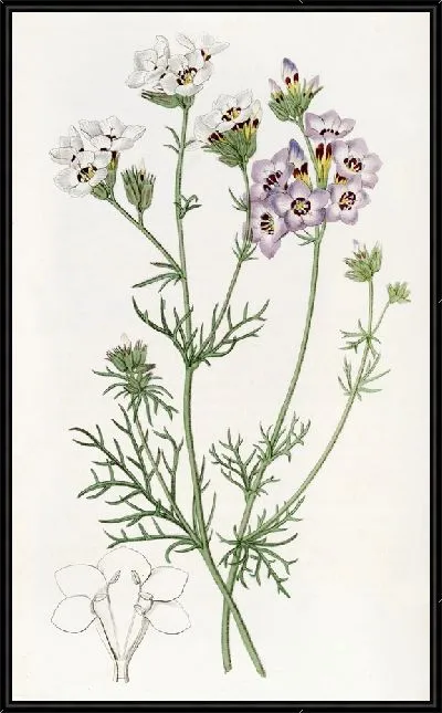 Картина Трехцветная Гилия (1815-1819)