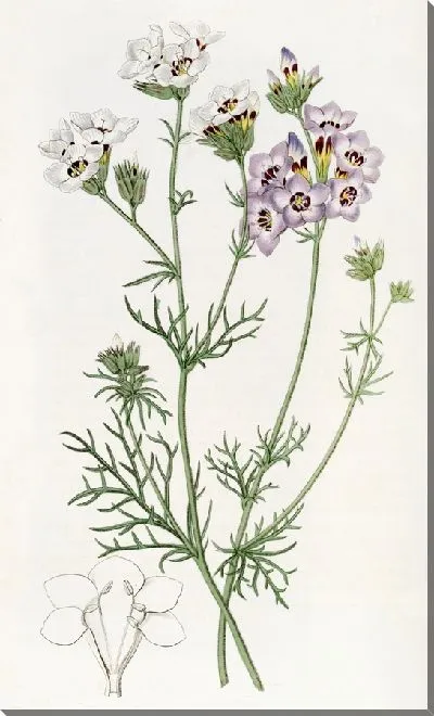 Картина Трехцветная Гилия (1815-1819)