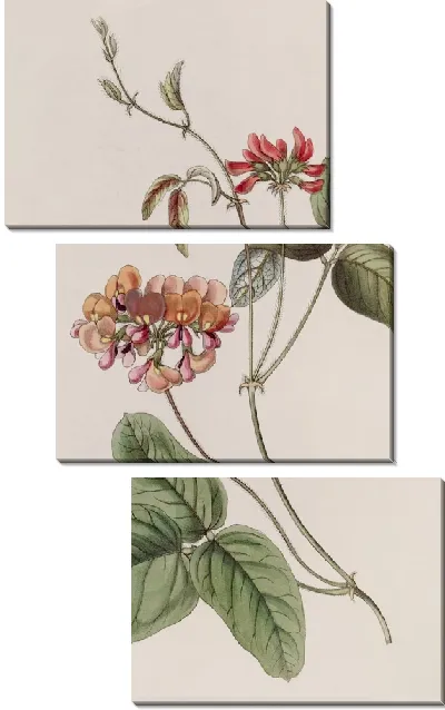Картина Трехцветная Зичья (1815-1819)