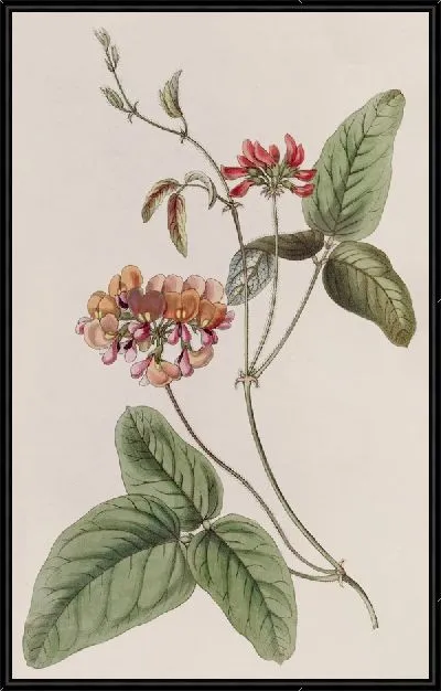 Картина Трехцветная Зичья (1815-1819)