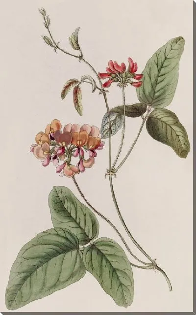 Картина Трехцветная Зичья (1815-1819)