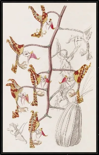 Картина Трехцветная пятнистая гонгора (1815-1819)
