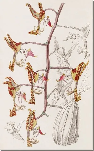 Картина Трехцветная пятнистая гонгора (1815-1819)
