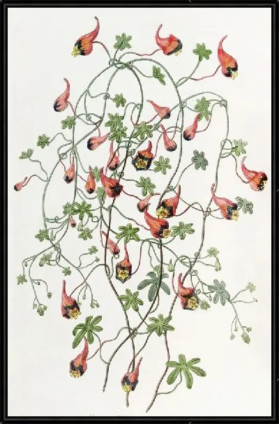 Картина Трехцветный тропеол (1815-1819)