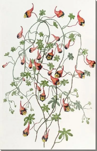 Картина Трехцветный тропеол (1815-1819)