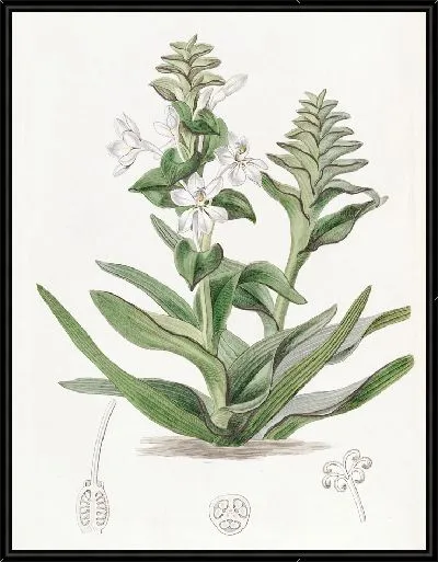 Картина Триандрия Моногиния (1815-1819)