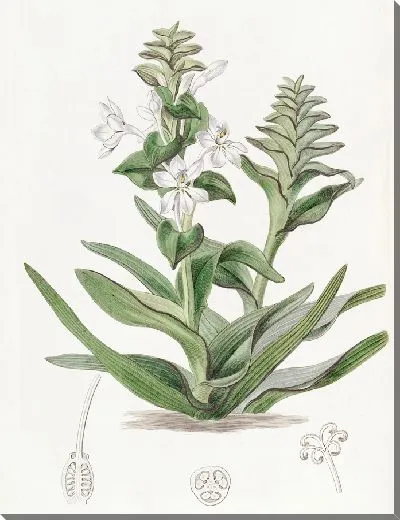 Картина Триандрия Моногиния (1815-1819)