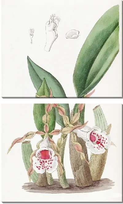 Картина Трихопилия витолепестковая (1815-1819)