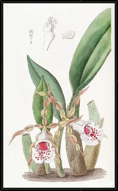 Картина Трихопилия витолепестковая (1815-1819)