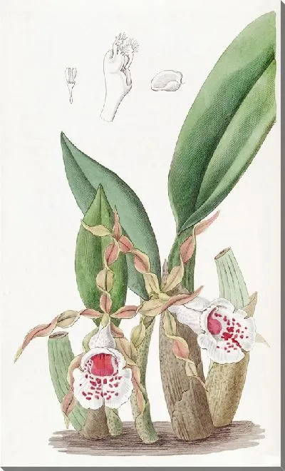 Картина Трихопилия витолепестковая (1815-1819)