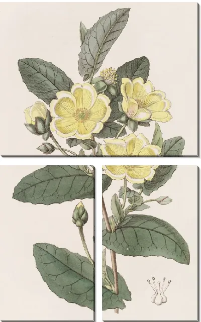Картина Тщательно-восковая Гиббертия (1815-1819)