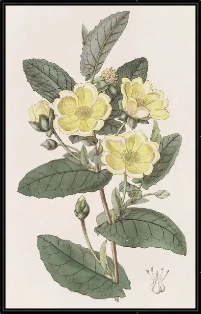 Картина Тщательно-восковая Гиббертия (1815-1819)