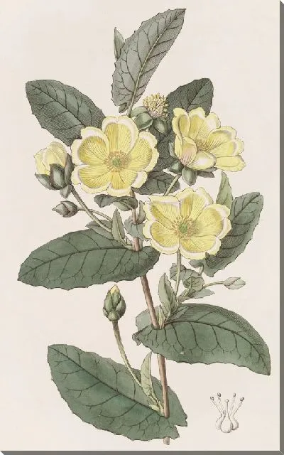 Картина Тщательно-восковая Гиббертия (1815-1819)
