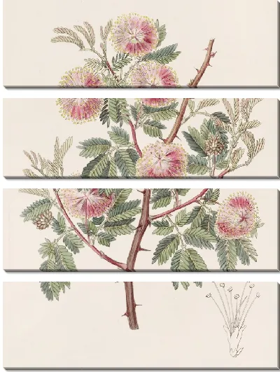 Картина Уругвайская мимоза (1815-1819)