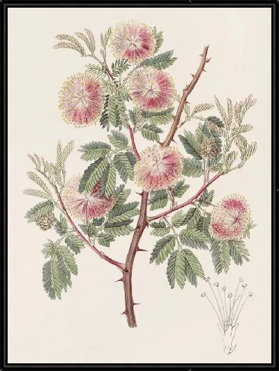 Картина Уругвайская мимоза (1815-1819)