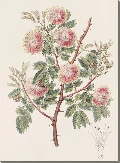 Картина Уругвайская мимоза (1815-1819)