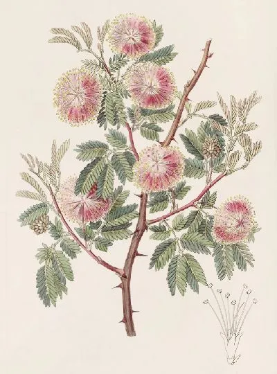 Картина Уругвайская мимоза (1815-1819)