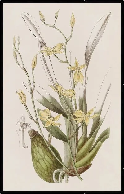 Картина Усатая кривая губа (1815-1819)