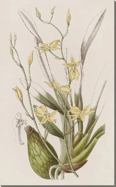 Картина Усатая кривая губа (1815-1819)