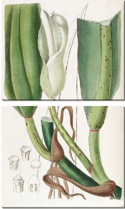 Картина Филодендрон толсторебристый (1815-1819)