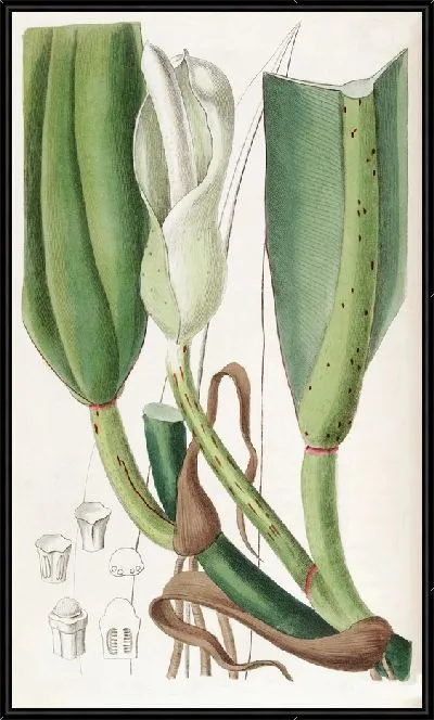 Картина Филодендрон толсторебристый (1815-1819)