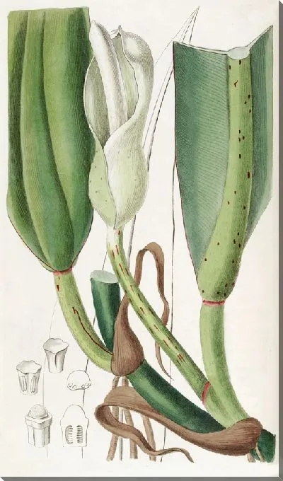 Картина Филодендрон толсторебристый (1815-1819)